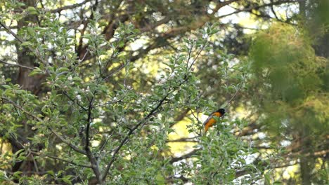 Baltimore-Oriole-Es-Un-Pequeño-Mirlo-Ictérico-Común-En-Maryland,-Este-De-América-Del-Norte