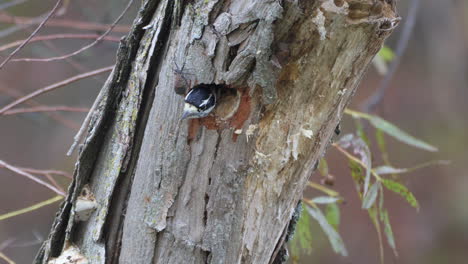 a hairy woodpecker cleaning out and enlarging its nest