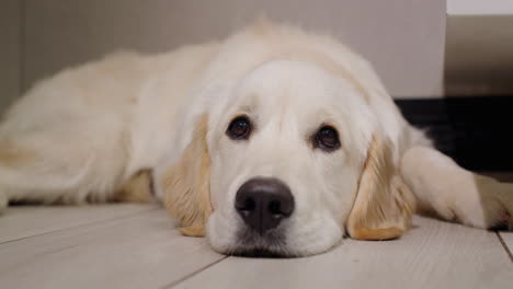 golden retriever lying down