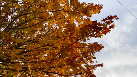 autumn tree leaves in golden brown color, close up