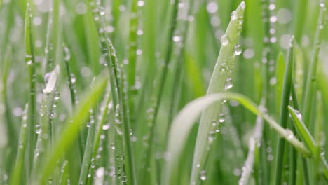 green grass close-up super macro shooting.