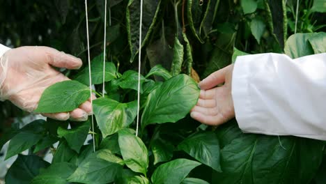 científico regando y examinando las plantas en el invernadero 4k