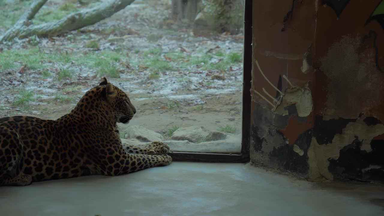 호랑이는 동물원 밖을 바라보면서 바닥에 누워 있습니다.