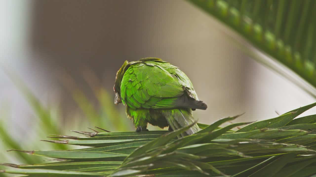 Green parrot preening feathers on palm leaf, red-headed Psittacara mitratus in Peru
