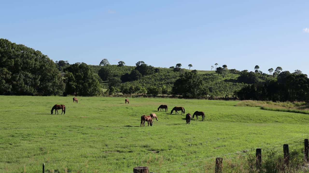 Vários cavalos pastando pacificamente em um campo vibrante.