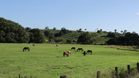 several horses peacefully grazing in a vibrant field