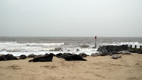 wide shot in real time showing seals lying on a sandy beach with rough waves.