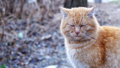 homeless red cats on the street park in early spring. funny urban cat