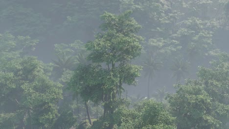 fog covered jungle rainforest landscape