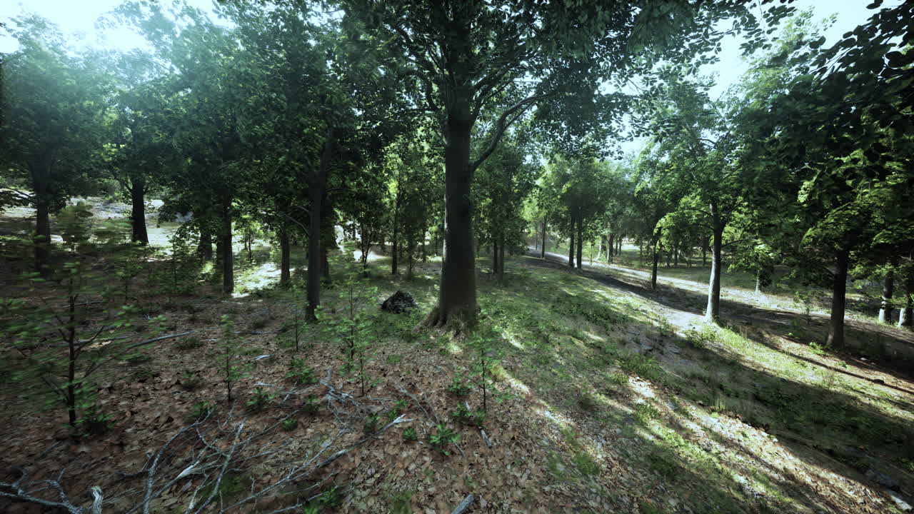 la luz del sol fluye a través de un bosque verde y exuberante.