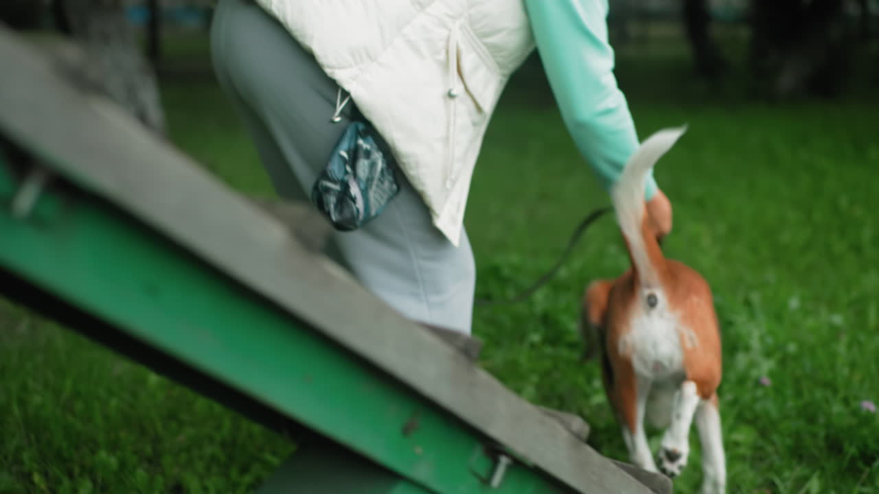 Lady coach carefully guiding dog to come down wooden step using leash during outdoor training session in lush green park demonstrating patience trust coordination in supportive natural environment