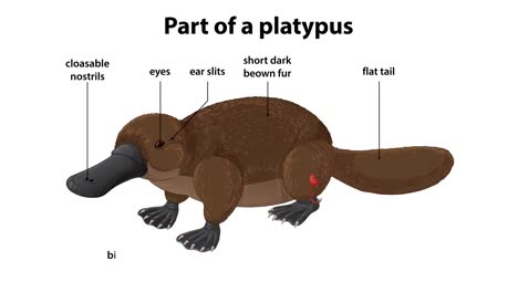 a step-by-step animation reveals and labels anatomical features of a platypus, using clear vector graphics, white background, and smooth transitions