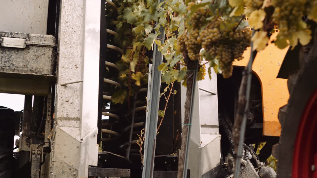 포도 덩굴에서 포도를 때리는 기계 수확기의 통찰력 있는 보기