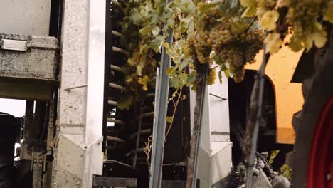 visión perspicaz de la cosechadora mecánica golpeando las uvas de las vides