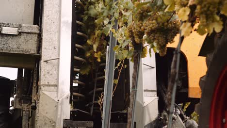 insightful view of mechanical harvester beating grapes off of grapevines