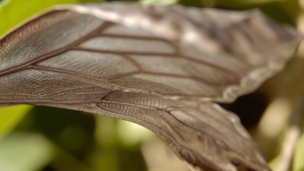 Detail Makro Sayap Kupu-kupu di Bawah Sinar Matahari, Studi Entomologi yang Divisualisasikan oleh Fotografer Alam, Cokelat Lembut