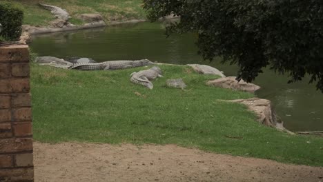 crocodiles resting by the pond