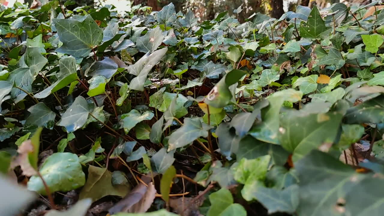 зеленая листва растений мягко шевелится под дуновением ветра