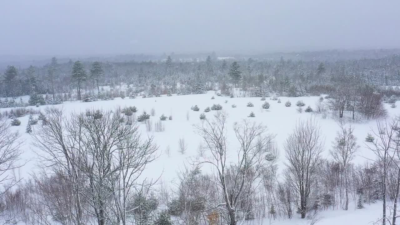 묘목 슬로우 모션 공중으로 자라는 나무가 늘어선 눈 덮힌 들판 위를 날다