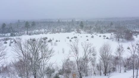 volando sobre un campo cubierto de nieve y bordeado de árboles que está creciendo con retoños aéreos en cámara lenta