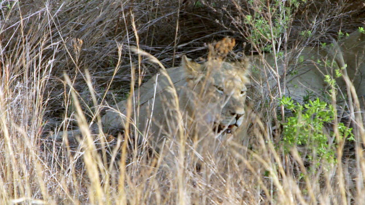 Lioness with full belly falling over to lay down next to other lioness, after feeding off a new kill. Shot taken in South Africa.