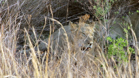 lioness with full belly falling over to lay down next to other lioness, after feeding off a new kill. shot taken in south africa.