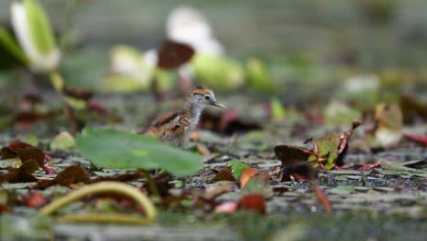 chicks of pheasant tailed jacana feeding on floating leaf of water lily