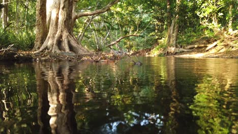 Unter-Wasser-Bis-über-Wasser-An-Einem-Wunderschönen-Bach