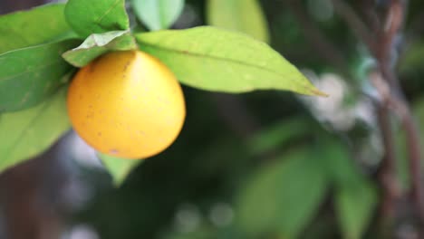 en un árbol de naranja