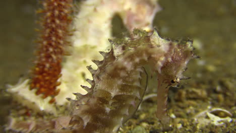 two thorny seahorses clinging side by side to a crinoid coral during night on sandy bottom, one individual white the other mottled brown, close-up shot