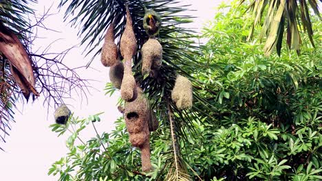 pájaros tejedores construyendo un nido en un árbol