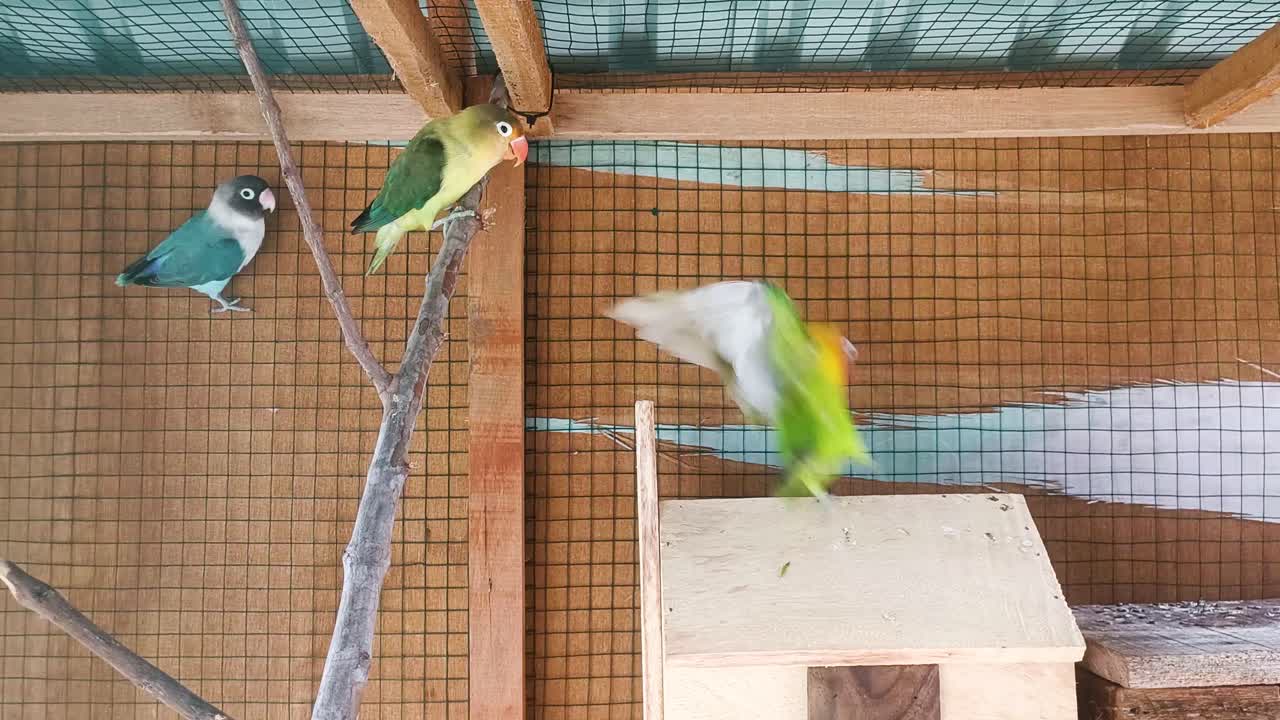 gli uccelli stanno giocando in una gabbia 4k