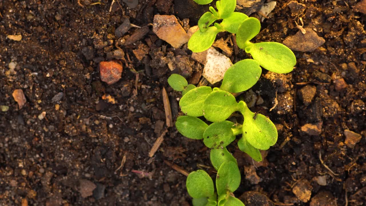 Row of lettuce sprouts growing in soil amended with compost