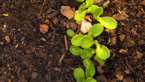 fila de brotes de lechuga que crecen en suelo enmendado con compost