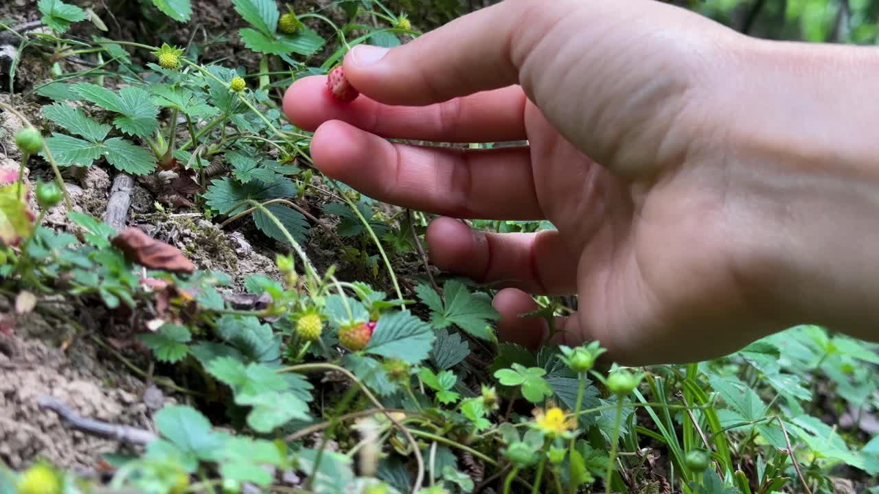 Explore lush Hyrcanian rainforest stunning footage wild strawberry picking in serene microgreen forest Discover vibrant flora fauna pristine wilderness organic growth untouched verdant ecosystem iran