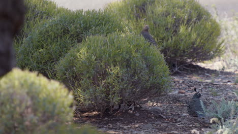 Female-California-Quail-perched-in-a-lavender-bush-in-slow-motion