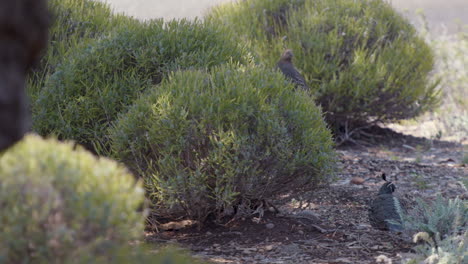 codorniz californiana hembra posada en un arbusto de lavanda en cámara lenta