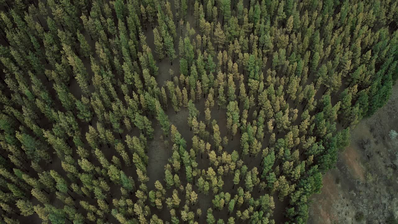 hipnotizante vista aérea de una abundante cantidad de árboles verdes en la cima de una montaña en tenerife, españa