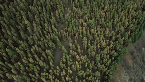 Faszinierende-Luftaufnahme-Einer-Großen-Menge-Grüner-Bäume-Auf-Einem-Berg-In-Teneriffa,-Spanien