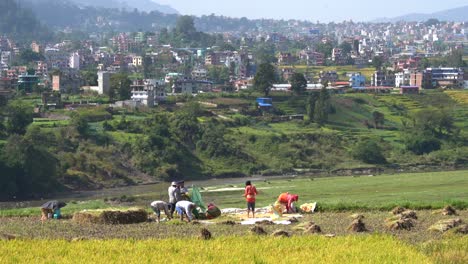 people harvesting rice in a field in nepal with the city of kathmandu in the background