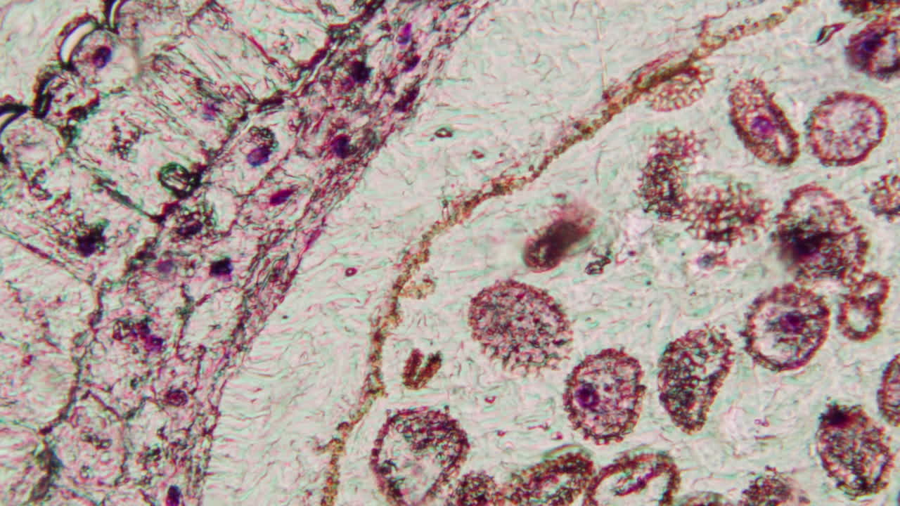Detailed Microscopic Cross-Section of Organic Tissue
