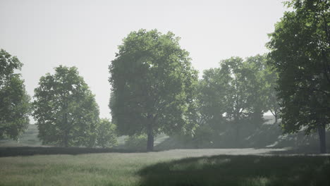 Gran-árbol-De-Arce-Con-Hojas-Verdes-En-Un-Día-De-Verano