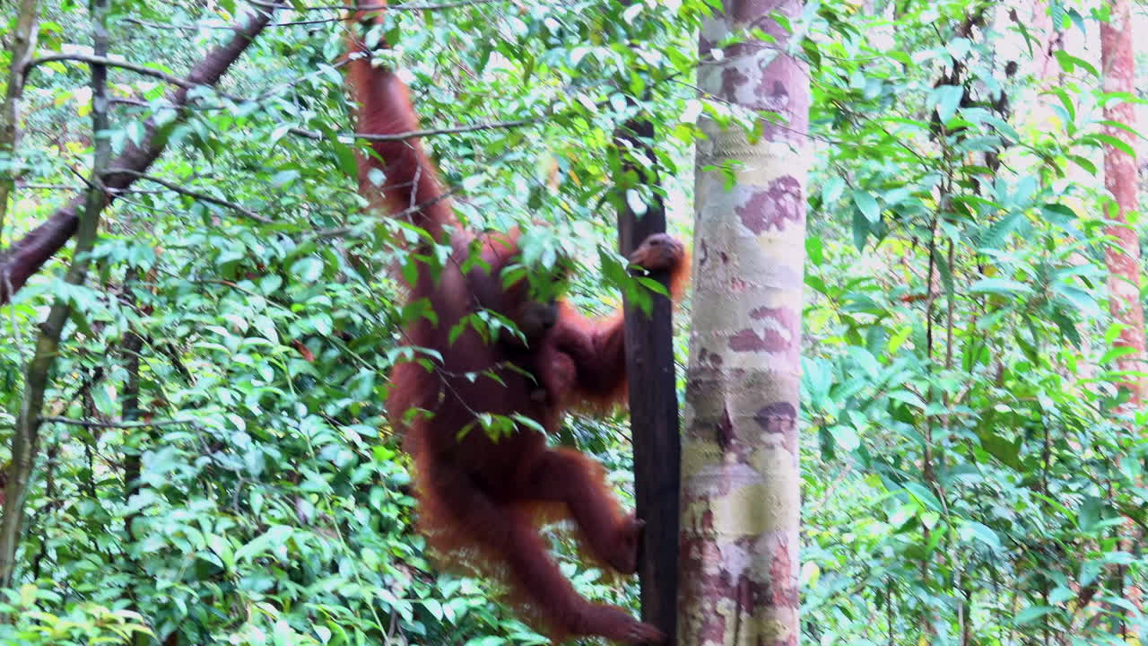 la madre orangután baja del árbol.
