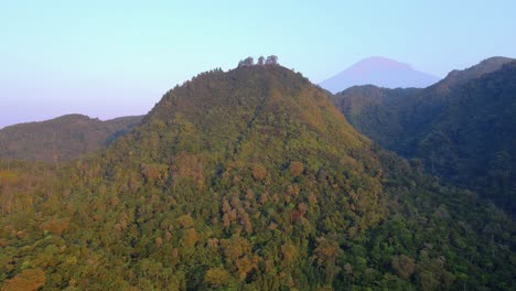 wide frontal view of dense forest, aerial orbit, morning scene