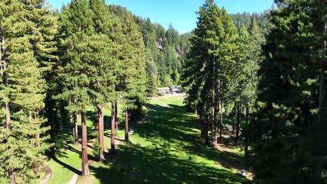 redwood golf club,giant redwood trees