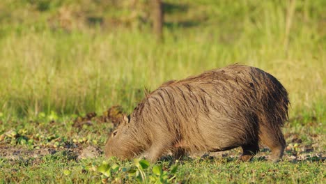 capibara madre embarazada mojada, hydrochoerus hydrochaeris pastando en el suelo, comiendo hierba verde fresca en la escena en cámara lenta durante la temporada de cría en los humedales de ibera, pantanal brasil