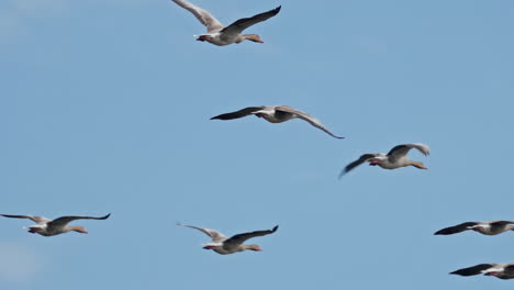 group of greylag geese flying against the blue sky in keoladeo bird sanctuary, ecosystem, anser anser, india.