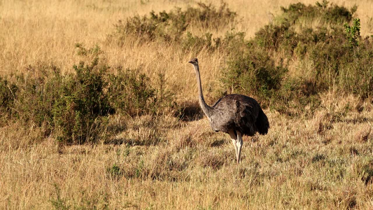 Struzzo che cerca cibo nella savana nel Masai Mara, Kenya - Inquadratura ampia