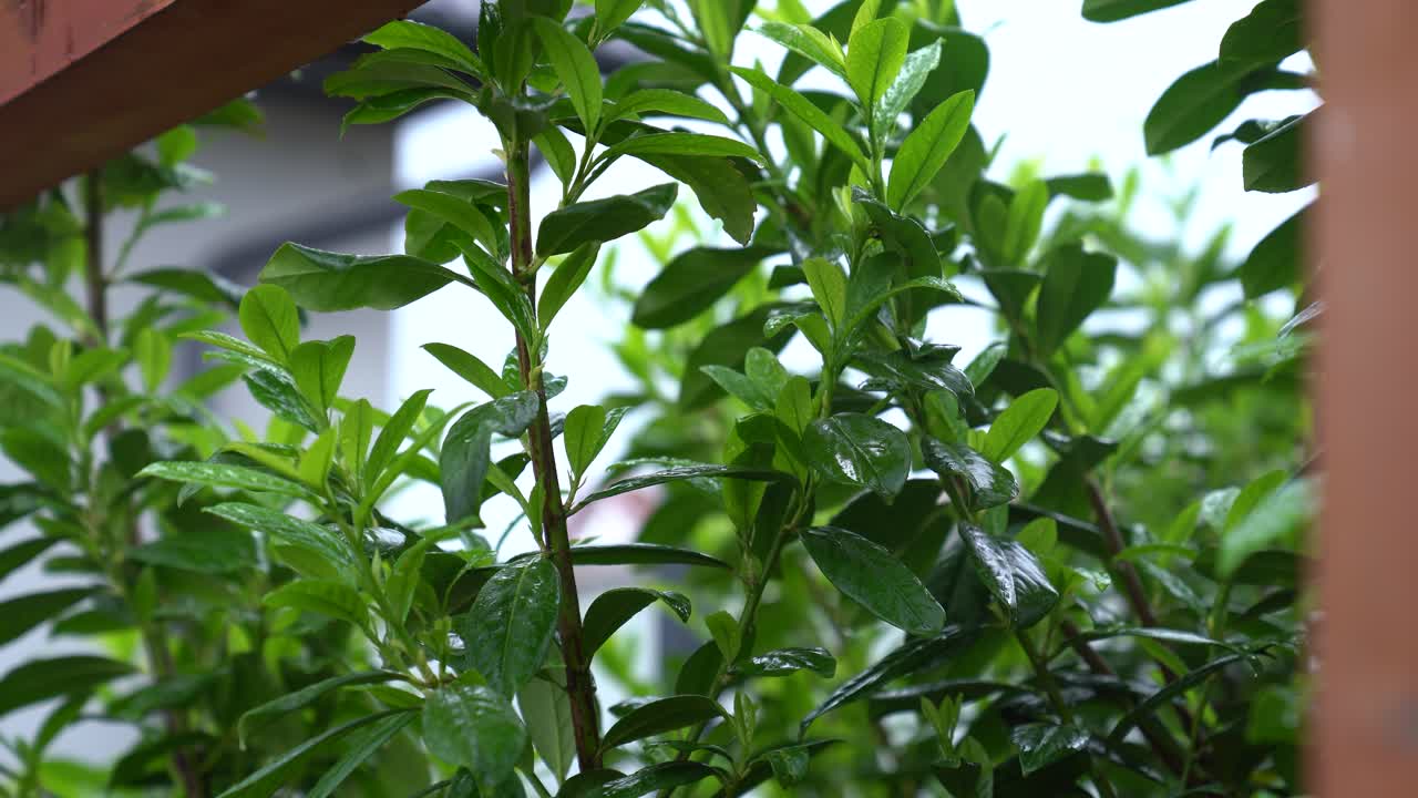 vista de las hojas húmedas después de la lluvia