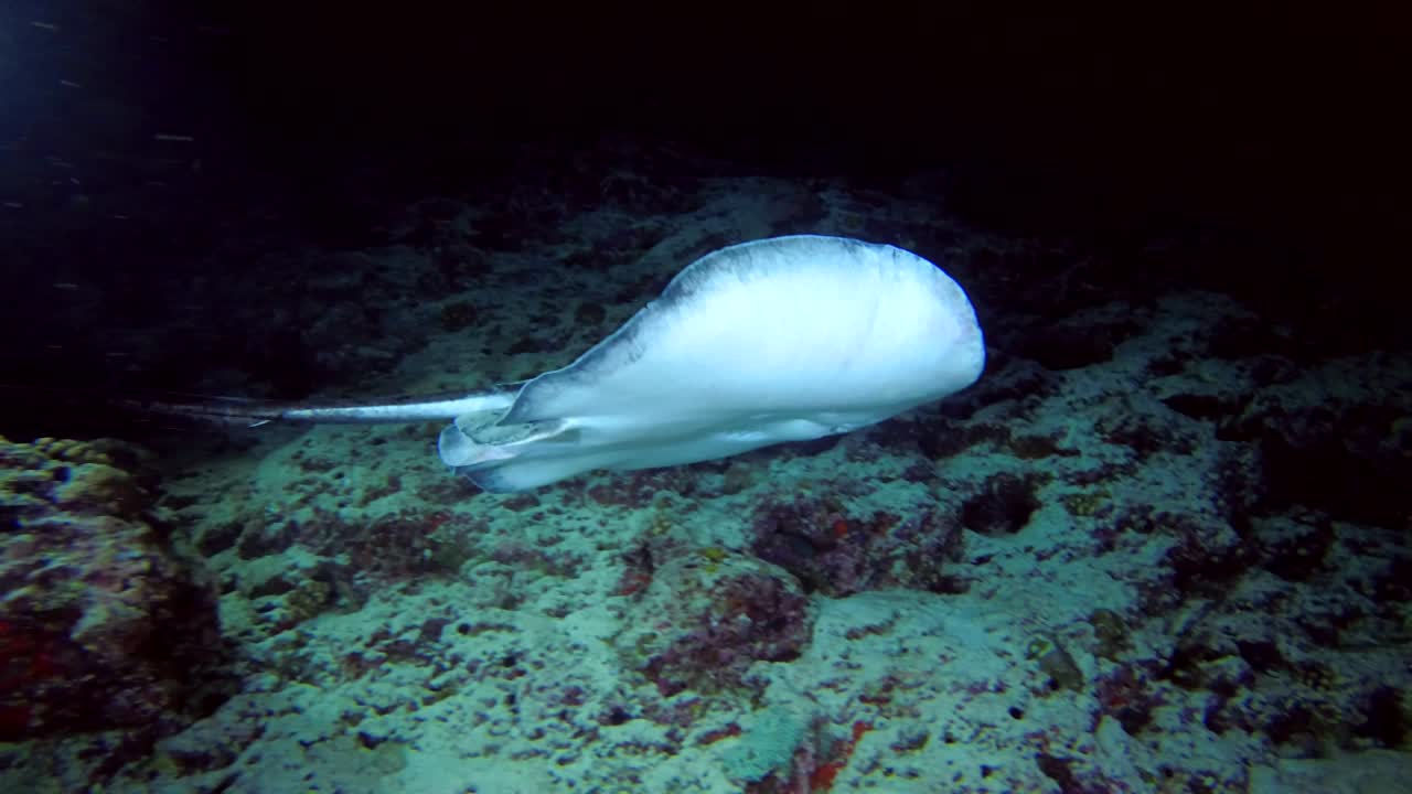 la raya de cola redonda nada sobre el arrecife en la noche (fotografía de bajo ángulo)